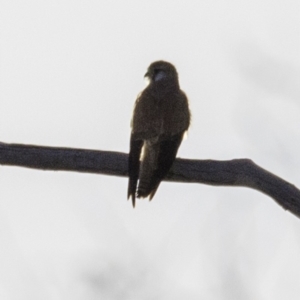 Falco cenchroides at Symonston, ACT - 28 Oct 2018 07:05 AM