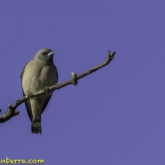 Artamus personatus (Masked Woodswallow) at Symonston, ACT - 28 Oct 2018 by JonSteinbeck
