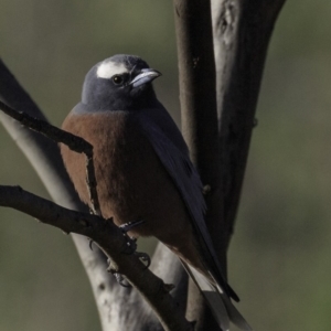 Artamus superciliosus at Symonston, ACT - 28 Oct 2018