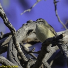 Acanthiza chrysorrhoa (Yellow-rumped Thornbill) at Callum Brae - 27 Oct 2018 by BIrdsinCanberra