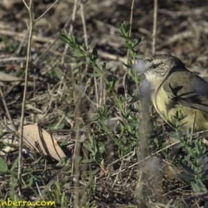 Acanthiza chrysorrhoa at Jerrabomberra, ACT - 28 Oct 2018