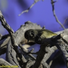 Acanthiza chrysorrhoa at Jerrabomberra, ACT - 28 Oct 2018 07:39 AM