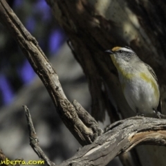 Pardalotus striatus (Striated Pardalote) at Callum Brae - 27 Oct 2018 by BIrdsinCanberra