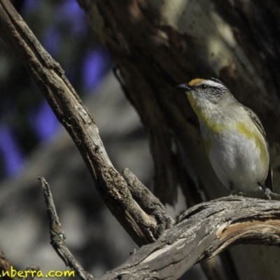 Pardalotus striatus (Striated Pardalote) at Symonston, ACT - 27 Oct 2018 by BIrdsinCanberra