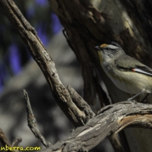 Pardalotus striatus at Symonston, ACT - 28 Oct 2018 08:01 AM