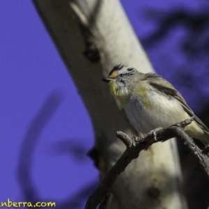 Pardalotus striatus at Symonston, ACT - 28 Oct 2018 08:01 AM