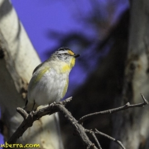 Pardalotus striatus at Symonston, ACT - 28 Oct 2018 08:01 AM