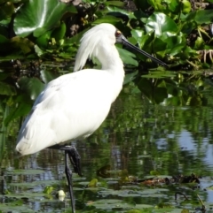 Platalea regia (Royal Spoonbill) at Parkes, ACT - 9 Nov 2018 by JanetRussell