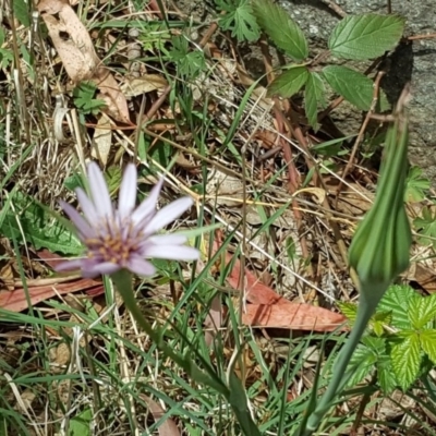 Tragopogon porrifolius subsp. porrifolius (Salsify, Oyster Plant) at Isaacs Ridge and Nearby - 9 Nov 2018 by Mike