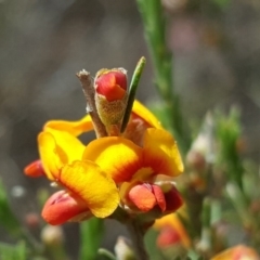 Dillwynia sericea (Egg And Bacon Peas) at Wanniassa Hill - 9 Nov 2018 by Mike