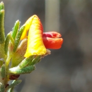 Dillwynia sericea at Wanniassa Hill - 9 Nov 2018