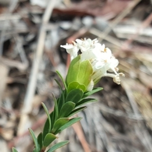 Pimelea linifolia subsp. linifolia at Wanniassa Hill - 9 Nov 2018 02:20 PM