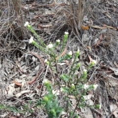 Pimelea linifolia subsp. linifolia at Wanniassa Hill - 9 Nov 2018 02:20 PM