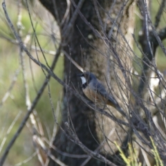 Pachycephala rufiventris (Rufous Whistler) at Morton National Park - 9 Nov 2018 by vivdavo