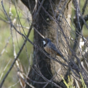 Pachycephala rufiventris at Morton National Park - 9 Nov 2018