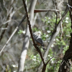 Pachycephala rufiventris at Morton National Park - 9 Nov 2018 08:51 AM