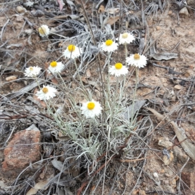 Leucochrysum albicans subsp. tricolor (Hoary Sunray) at Isaacs, ACT - 9 Nov 2018 by Mike