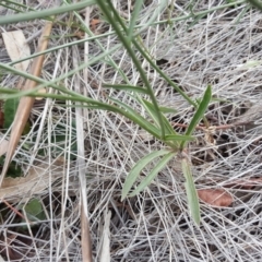 Wahlenbergia capillaris at Farrer, ACT - 9 Nov 2018