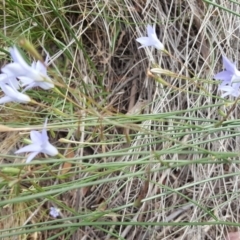 Wahlenbergia capillaris at Farrer, ACT - 9 Nov 2018 03:13 PM