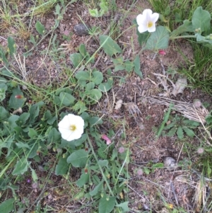 Convolvulus arvensis at Tombong, NSW - 9 Nov 2018