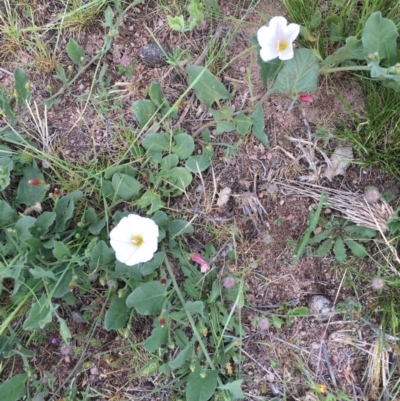 Convolvulus arvensis (Bindweed) at Tombong, NSW - 8 Nov 2018 by BlackFlat