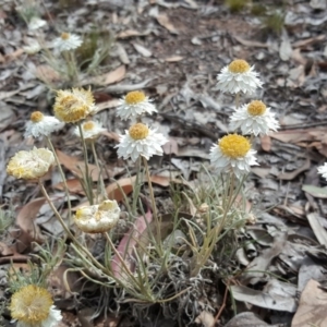 Leucochrysum albicans subsp. tricolor at Farrer, ACT - 9 Nov 2018 03:06 PM