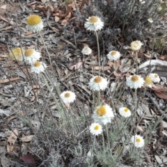 Leucochrysum albicans subsp. tricolor at Farrer, ACT - 9 Nov 2018