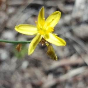 Tricoryne elatior at Wanniassa Hill - 9 Nov 2018