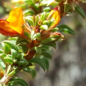 Pultenaea procumbens at Wanniassa Hill - 9 Nov 2018 02:35 PM