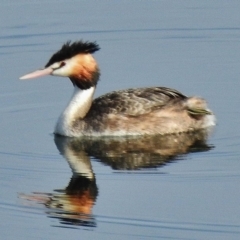 Podiceps cristatus (Great Crested Grebe) at Paddys River, ACT - 8 Nov 2018 by JohnBundock