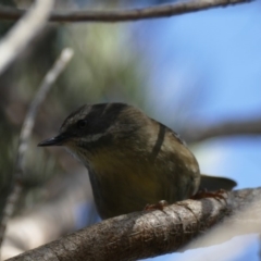 Sericornis frontalis (White-browed Scrubwren) at Morton National Park - 9 Nov 2018 by vivdavo