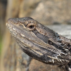 Pogona barbata at Hackett, ACT - 31 Oct 2018