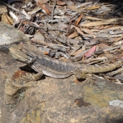 Pogona barbata at Hackett, ACT - 31 Oct 2018