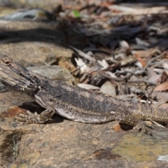 Pogona barbata at Hackett, ACT - 31 Oct 2018