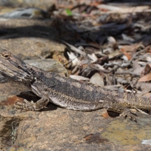 Pogona barbata at Hackett, ACT - 31 Oct 2018