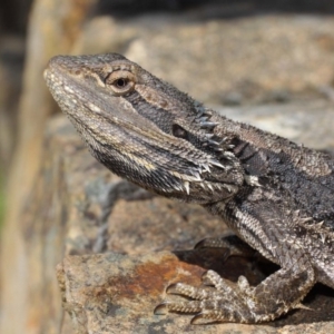 Pogona barbata at Hackett, ACT - 31 Oct 2018