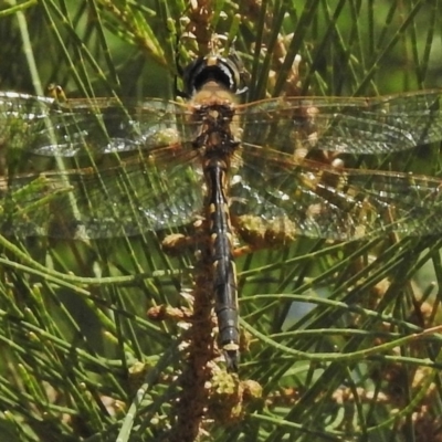 Hemicordulia tau (Tau Emerald) at Paddys River, ACT - 9 Nov 2018 by JohnBundock