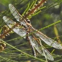 Hemicordulia tau at Paddys River, ACT - 9 Nov 2018 08:51 AM