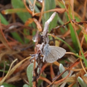 Zizina otis at Rendezvous Creek, ACT - 14 Oct 2018