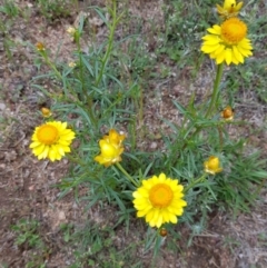 Xerochrysum viscosum (Sticky Everlasting) at Corrowong, NSW - 8 Nov 2018 by BlackFlat