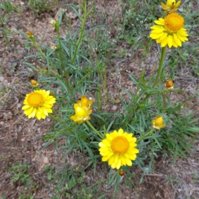 Xerochrysum viscosum (Sticky Everlasting) at Black Flat at Corrowong - 8 Nov 2018 by BlackFlat