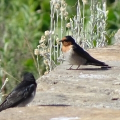 Hirundo neoxena (Welcome Swallow) at Mount Ainslie to Black Mountain - 8 Nov 2018 by JanetRussell