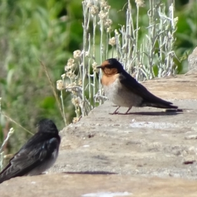 Hirundo neoxena (Welcome Swallow) at Mount Ainslie to Black Mountain - 8 Nov 2018 by JanetRussell