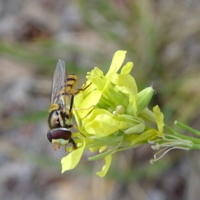 Simosyrphus grandicornis (Common hover fly) at City Renewal Authority Area - 8 Nov 2018 by JanetRussell