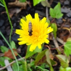 Melangyna sp. (genus) (Hover Fly) at Reid, ACT - 8 Nov 2018 by JanetRussell