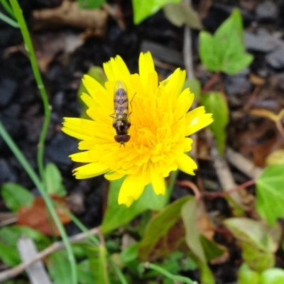 Melangyna sp. (genus) (Hover Fly) at Reid, ACT - 8 Nov 2018 by JanetRussell