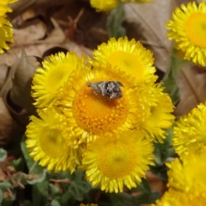 Tebenna micalis at Reid, ACT - 8 Nov 2018 12:32 PM