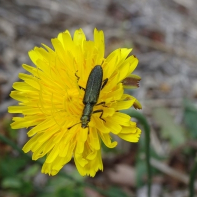 Eleale aspera (Clerid beetle) at Reid, ACT - 8 Nov 2018 by JanetRussell