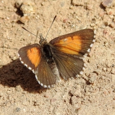 Lucia limbaria (Chequered Copper) at Pine Island to Point Hut - 9 Nov 2018 by RodDeb