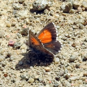 Lucia limbaria at Pine Island to Point Hut - 9 Nov 2018 11:24 AM